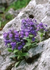 Einzelbild 3 Genfer Günsel - Ajuga genevensis