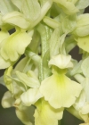 Einzelbild 2 Blasses Knabenkraut - Orchis pallens