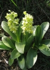 Einzelbild 3 Blasses Knabenkraut - Orchis pallens