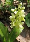 Einzelbild 4 Blasses Knabenkraut - Orchis pallens