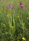 Einzelbild 2 Spitzorchis - Anacamptis pyramidalis