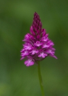 Einzelbild 3 Spitzorchis - Anacamptis pyramidalis