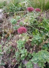 Einzelbild 2 Rundblättriges Fettkraut - Sedum anacampseros