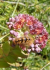 Einzelbild 4 Rundblättriges Fettkraut - Sedum anacampseros