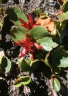 Einzelbild 1 Kraut-Weide - Salix herbacea