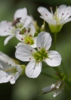 Einzelbild 1 Bitteres Schaumkraut - Cardamine amara