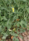 Einzelbild 4 Raps - Brassica napus