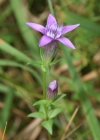 Einzelbild 3 Deutscher Enzian - Gentiana germanica