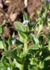 Einzelbild 3 Acker-Vergissmeinnicht - Myosotis arvensis