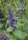 Einzelbild 4 Genfer Günsel - Ajuga genevensis