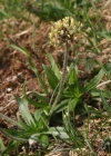 Einzelbild 1 Berg-Wegerich - Plantago atrata