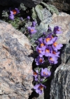 Einzelbild 4 Alpen-Leinkraut - Linaria alpina