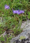 Einzelbild 3 Halbkugelige Rapunzel - Phyteuma hemisphaericum