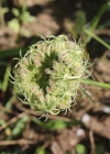 Einzelbild 4 Wilde Möhre - Daucus carota