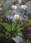Einzelbild 3 Alpenmasslieb - Aster bellidiastrum