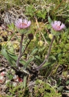 Einzelbild 4 Alpen-Berufkraut - Erigeron alpinus