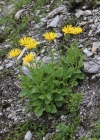 Einzelbild 4 Grossköpfige Gämswurz - Doronicum grandiflorum