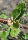 Einzelbild 3 Filzige Steinmispel - Cotoneaster tomentosus