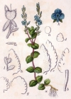 Einzelbild 4 Gamander-Ehrenpreis - Veronica chamaedrys