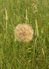 Einzelbild 4 Wiesen-Bocksbart - Tragopogon pratensis