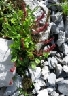 Einzelbild 2 Schnee-Ampfer - Rumex nivalis