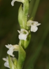 Einzelbild 1 Sommer-Wendelähre - Spiranthes aestivalis