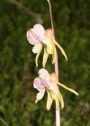 Einzelbild 1 Widerbart - Epipogium aphyllum