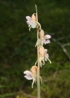 Einzelbild 3 Widerbart - Epipogium aphyllum