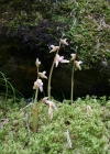 Einzelbild 4 Widerbart - Epipogium aphyllum