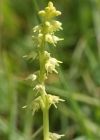 Einzelbild 4 Einorchis - Herminium monorchis