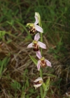 Einzelbild 4 Bienen-Ragwurz - Ophrys apifera