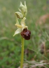 Einzelbild 1 Gewöhnliche Spinnen-Ragwurz - Ophrys sphegodes