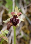 Einzelbild 2 Gewöhnliche Spinnen-Ragwurz - Ophrys sphegodes