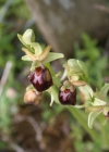 Einzelbild 3 Gewöhnliche Spinnen-Ragwurz - Ophrys sphegodes