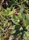 Einzelbild 4 Gewöhnliche Spinnen-Ragwurz - Ophrys sphegodes