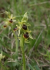 Einzelbild 2 Kleine Spinnen-Ragwurz - Ophrys araneola