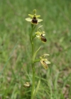 Einzelbild 4 Kleine Spinnen-Ragwurz - Ophrys araneola
