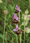 Einzelbild 3 Gewöhnliche Hummel-Ragwurz - Ophrys holosericea subsp. holosericea