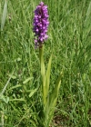 Einzelbild 2 Fleischrote Fingerwurz - Dactylorhiza incarnata
