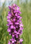 Einzelbild 3 Fleischrote Fingerwurz - Dactylorhiza incarnata