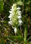Einzelbild 1 Hellgelbe Fingerwurz - Dactylorhiza incarnata subsp. ochroleuca