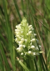 Einzelbild 3 Hellgelbe Fingerwurz - Dactylorhiza incarnata subsp. ochroleuca