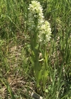 Einzelbild 4 Hellgelbe Fingerwurz - Dactylorhiza incarnata subsp. ochroleuca