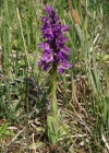 Einzelbild 3 Kleines Knabenkraut - Orchis morio