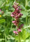 Einzelbild 2 Wanzen-Knabenkraut - Orchis coriophora
