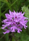 Einzelbild 1 Dreizähniges Knabenkraut - Orchis tridentata