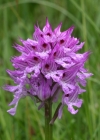 Einzelbild 2 Dreizähniges Knabenkraut - Orchis tridentata