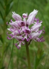 Einzelbild 1 Affen-Knabenkraut - Orchis simia