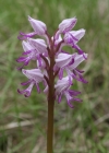 Einzelbild 2 Affen-Knabenkraut - Orchis simia