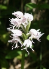 Einzelbild 3 Affen-Knabenkraut - Orchis simia